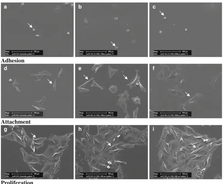 Fig. 2 Representative SEM imagines of osteoblastic cells (arrows) cultured on Ti-POL (a, d, g, untreated; b, e, h, after laser treatment Er: