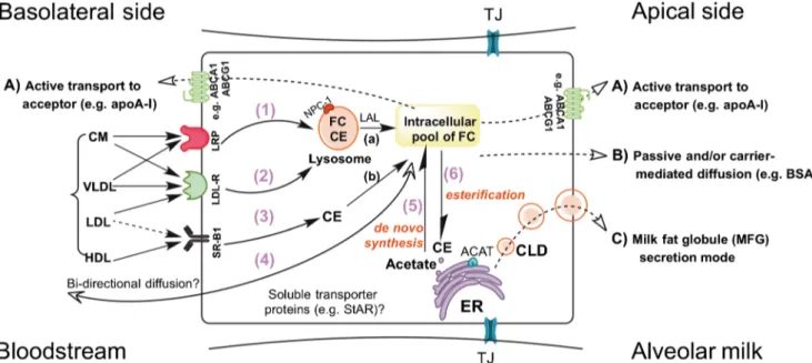 Fig. 1 Overview of potential cholesterol transport mechanisms in mam- mam-mary alveolar epithelial cells (MEC)