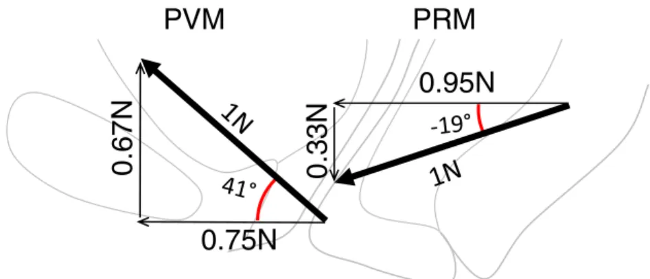Fig. 3 Horizontal and vertical components of the PVM and PRM in the standing position
