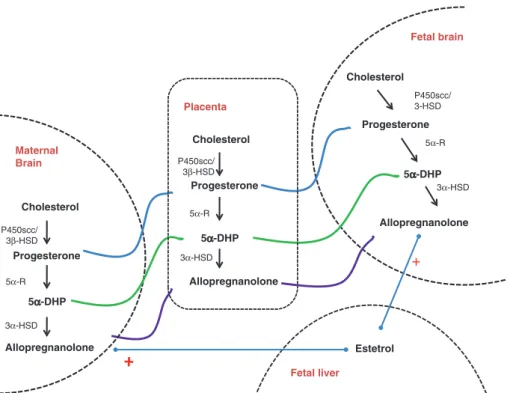 Figure 1: Multi-level synthesis of allopregnanolone in the maternal-placental-fetal system during human pregnancy.