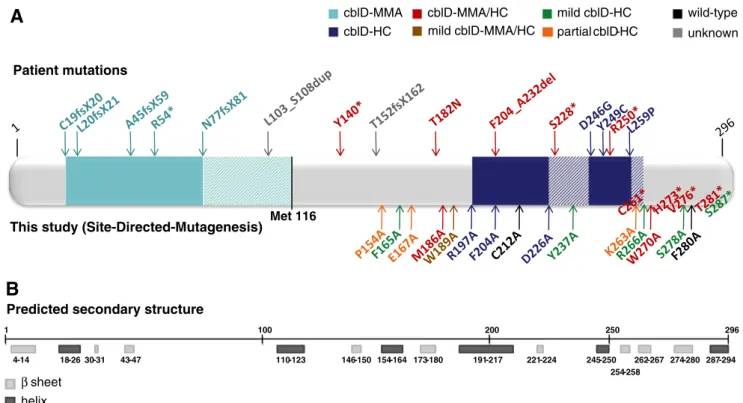 Fig. 4 Amino acid sequence and predicted secondary structure of the MMADHC protein. a Schematic representation of MMADHC across all 296 amino acids