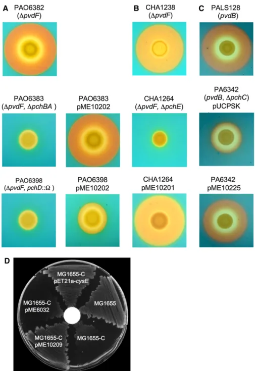 Fig. 3 Functional analysis of PA14_54940 (a), PA14_54930 (b), PA14_54910 (c) and PA14_54880 (d) by complementation analyses.