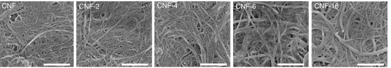 Fig. 7 SEM micrographs of the surface of reference and esterified CNF nanopapers. Scale bar is 1 micron
