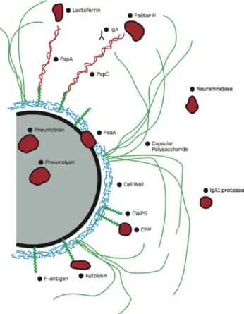 Figure 1: Schematic representation of S. pneumoniae and its  virulent  factors [with permission from textbook in Diagnosis, Serotyping,  Virulence Factors and Enzyme-linked Immunosorbent Assay (ELISA)  for Measuring Pneumococcal Antibodies.” (2nd version) 