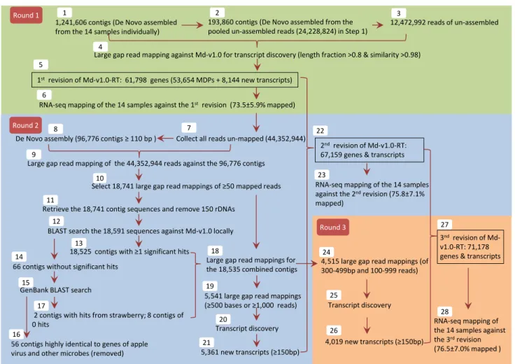 Fig. 1   Flow chart of sequence analyses conducted to improve the  apple reference transcriptome