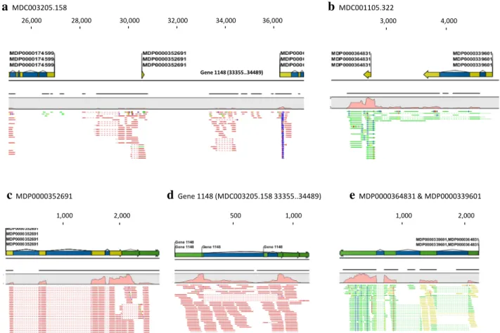 Fig. 2   large gap read mapping and transcript discovery and verifi- verifi-cation. The length (bp) of MDCs and MDPs or transcripts is shown  by the numbers on top