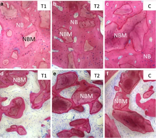 Fig. 4 Representative photomicrographs showing integration of DBBM particles in a – c dense and d – f loose new bone (NB) for the groups a, d T1 (paste-like DBBM), b, e T2 (pulverized DBBM), and c, f the control group C (control DBBM)