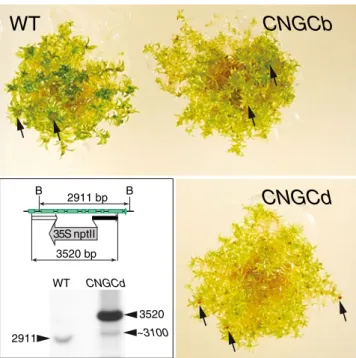 Fig. 1 The CNGCd loss-of-function moss mutant is mildly chlorotic but with fertile gametophores