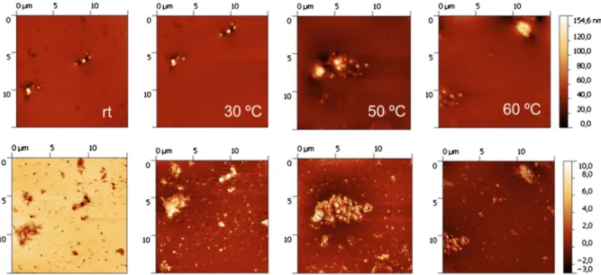 Fig. 13 AFM images showing topography, top and phase, bottom of Bit-A as a function of temperature, image size 15 lm 9 15 lm (rt room temp, images: courtesy Lab 8)