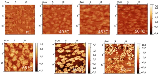 Fig. 16 AFM images showing topography, top and phase, bottom of Bit-D as a function of temperature image size 50 lm 9 50 lm (rt room temp, images: courtesy Lab 8)