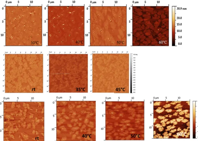 Fig. 17 AFM Comparative images from Bit C: top topography Lab 3, middle phase contrast Lab 5 and bottom phase contrast Lab 8, image size 15 lm 9 15 lm (rt room temp)