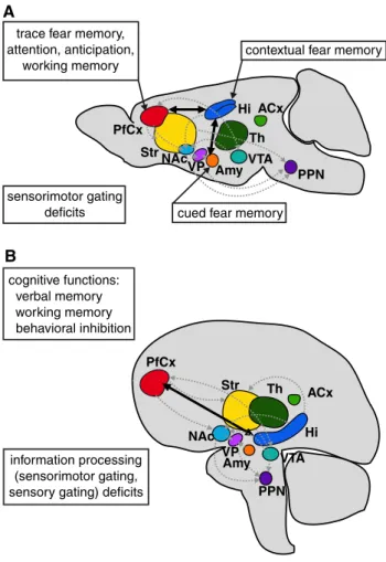 Fig. 3   Brain structures involved in postulated deficits of informa- informa-tion processing in mice and men
