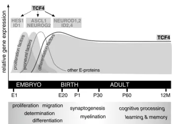 Fig. 1   Different bHLH transcription factors direct central nervous  system (CNS) development at embryonic stages and may be involved  in adult brain plasticity