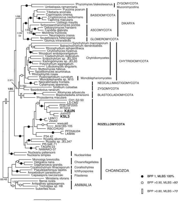 Fig. 2 18S rDNA phylogeny of Fungi, rooted on opisthokonts (Animalia and Choanozoa). Strains recovered in this study are shown in bold