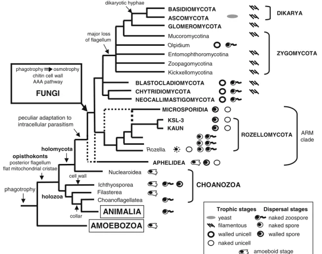 Fig. 4 Diagram of the major evolutionary steps in the opisthokonts.
