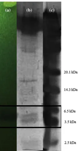 Fig. 2   SDS-PagE and overlay assay of partially purified jenseniin  P (5,120 aU/ml). a 18 % polyacrylamide gel after renaturation step  with Triton X-100, on a MRS agar plate, overlaid with MRS soft agar  (0.75 %) inoculated with L