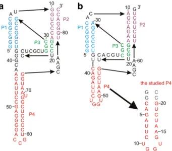 Fig. 1), an extra base pair (P1.1) extending the P1 helix, an internal loop (L3), and two joining regions between helices (J1/2 and J2/4)