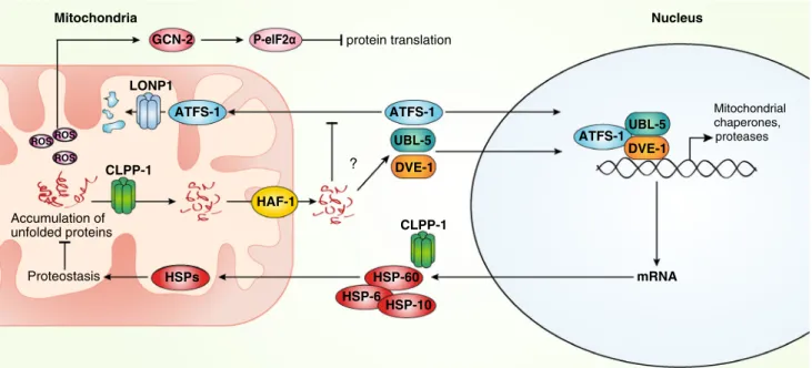 Fig. 1 UPR mt signaling pathway in C. elegans. Unfolded proteins, accumulating in the mitochondria, are digested by the protease  CLPP-1 into short peptides