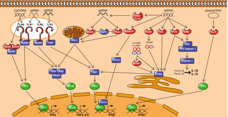 Fig. 1 Nucleic acids and their immune sensors. Multiple receptors allow the cell to sense the presence of microbial nucleic acids and to induce the production of proinflammatory cytokines