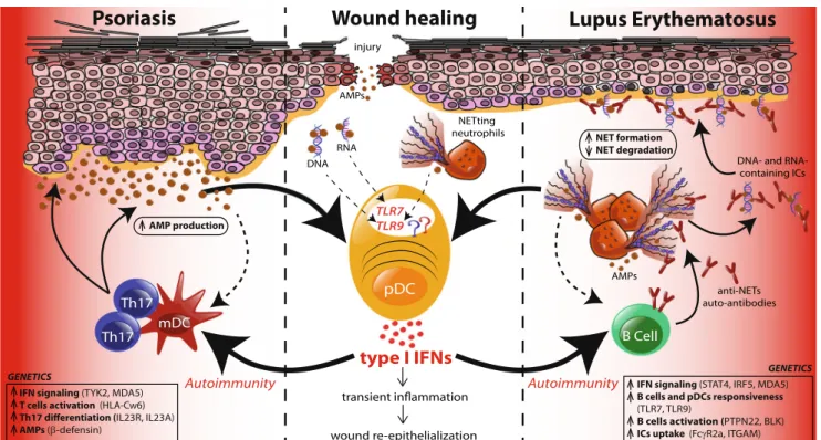 Fig. 2 TLR activation of pDCs in healthy and diseased skin. Upon skin injury, neutrophils first infiltrate the wound followed by pDCs