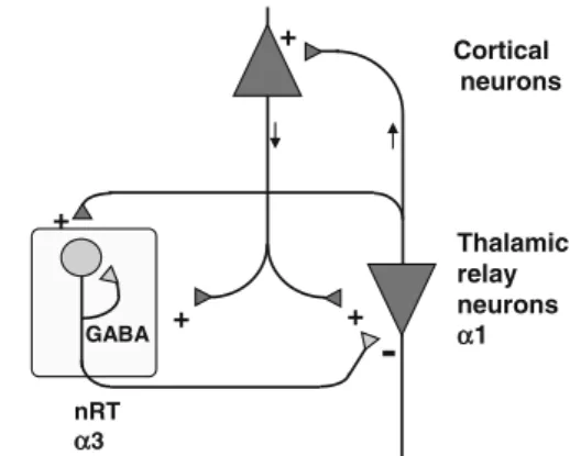 Fig. 1 Duration of GABA-induced IPSC shortened in the thalamic reticular nucleus (nRT) of a 3 (H126R) GABA A receptor mutant mice.