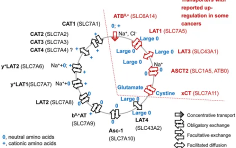 Fig. 1. Schematic overview of amino acid transporters. Symbols are explained in the figure