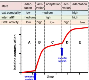 Fig. 2 Fine-tuning of BetP-mediated betaine uptake. Upon a hyperosmotic upshift (A &gt;B) which leads to an increase in the  cytoplas-mic K + concentration, BetP switches into the active state and actively accumulates betaine in the cell