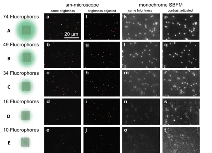 Figure 3. Images of samples A−E taken with the sm-microscope (a−j) and the monochrome SBFM (k−t)