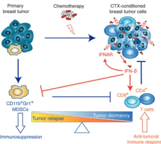 Fig. 8 Illustrative scheme of the proposed model of chemotherapy- chemotherapy-induced dormancy