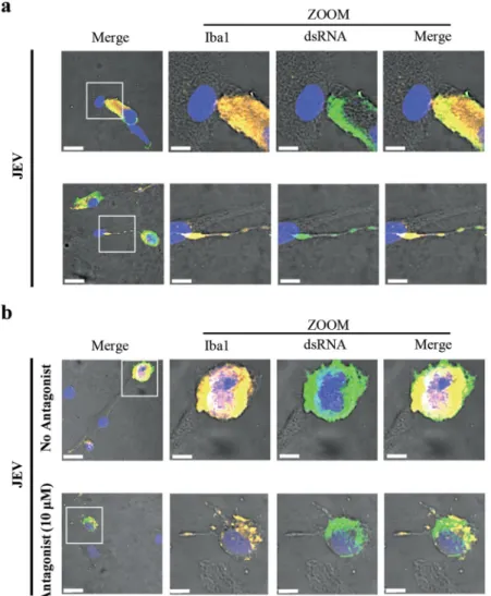 Figure 6.  Role of the CX 3 CR1-CX 3 CL1 axis on intercellular interactions. Human microglia were adhered  with JEV (Nakayama isolate used at an MOI of 10 TCID 50 /cell) at 37 °C for 2 hours