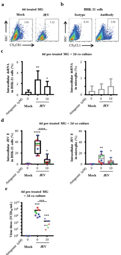 Figure 5.  Role of the CX 3 CR1-CX 3 CL1 axis in cell-to-cell virus transmission and recovery
