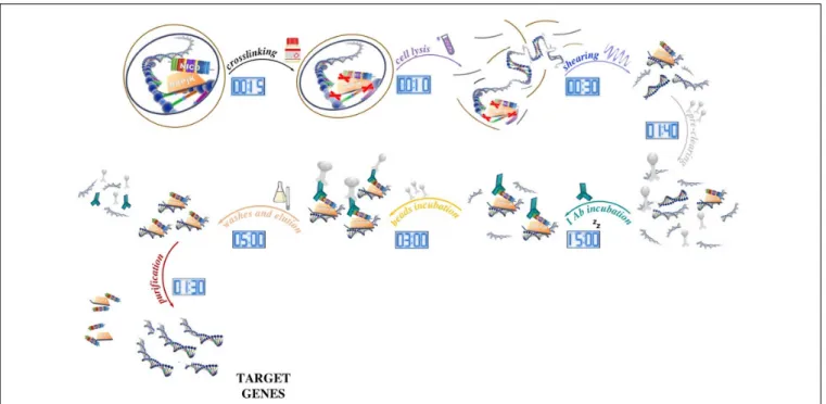 FIGURE 1 | Schematic of the ChIP method and its timing. After tissue processing, DNA and proteins are reversibly crosslinked with short formaldehyde incubation (15 min) to maintain the association of proteins with their target DNA sequence