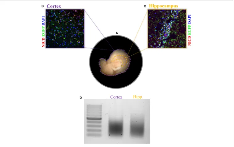 FIGURE 2 | Expression of NICD in cortex and hippocampus and chromatin shearing of the two brain tissues