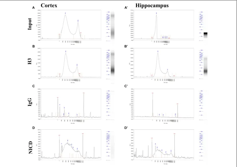 FIGURE 3 | Profiling of ChIP fragments. (A–D) Electropherograms of automated capillary gel electrophoresis
