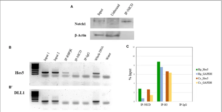 FIGURE 4 | ChIP validation. (A) Representative western blot of Notch1 protein present in the input, enriched in the ChIP-NICD sample and absent in the unbound