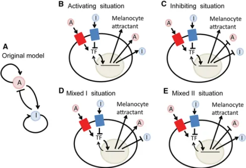Fig. 1 Schematic representation of the model: a The two-component model uses a mathematical concept operating via local activation coupled with long-range inhibition with a diffusible activator (A) and inhibitor (I)