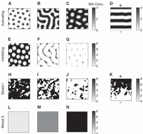 Fig. 2 Simulations. Initial conditions are set uniformly and randomly on J ini  [0 . 5 , 1 