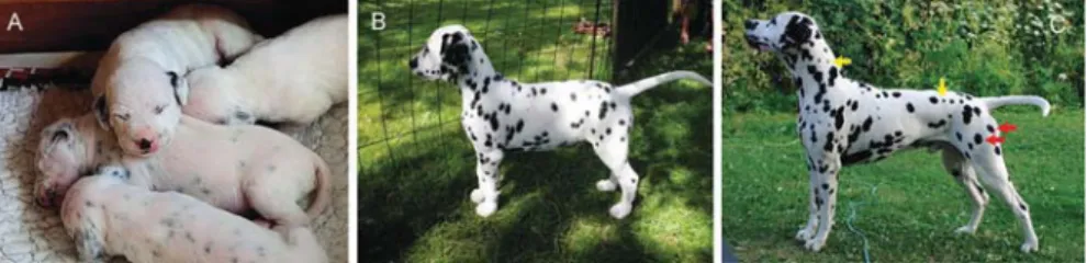 Fig. 3 Developing patterns on the fur of Dalmatian dogs. Newborn Dalmatian dogs have no or very small black dots (a)