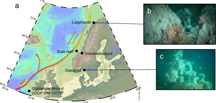 Fig. 2) following Raddatz et al. (2016). One recent sample from Lop- Lop-phavet was vacuum embedded using epoxy resin and polished for SIMS measurements