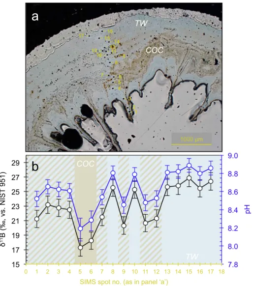Fig. 4. SIMS δ 11 B pro ﬁ le across a recent L. pertusa specimen from Lopphavet; a) microscope image showing the position of the ion spots; b) δ 11 B pro ﬁ le (in black) and calculated pH (in blue) from the innermost (left) to the outermost (right) skeleta