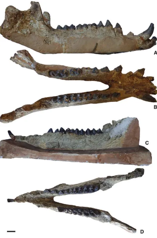Figure 6.  Mandibular remains of Paenanthracotherium bergeri gen. nov., sp. nov. from La Bénissons-Dieu, France