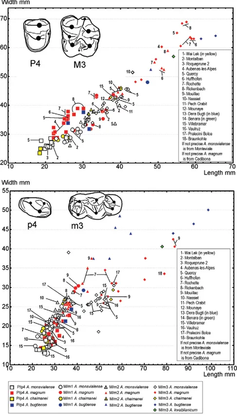 Figure 8.  Length and width of upper and lower molars (M/m1, M/m2 and M/m3) and premolars (P/p4) of the five spe- spe-cies of Anthracotherium, namely Anthracotherium magnum, Anthracotherium monsvialense, Anthracotherium bugtiense,  Anthracotherium chaimane