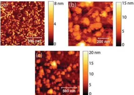 Fig. 9 Attenuance spectrum of DP4/J-aggregate nanowires (formed at c J560 = 0.6 mM) and deposited onto DP4-functionalized glass substrates.