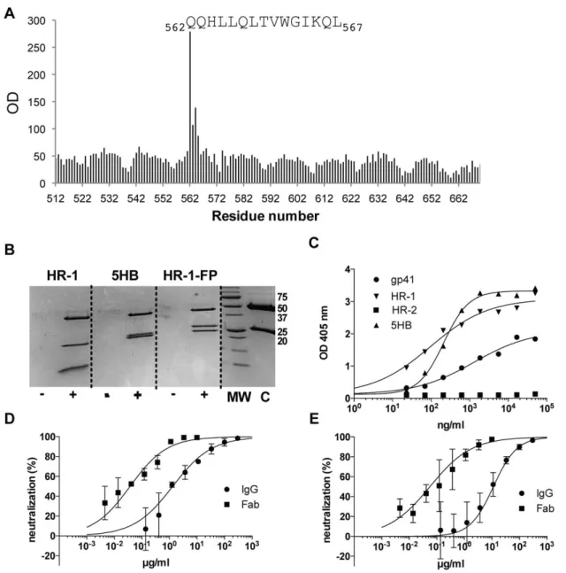 Figure 5. HK20 binds to the HR-1 region within gp41. (A) HK20 binding at 4 ug/ml to all overlapping linear peptides (15-mer peptides overlapping by 14 residues) spanning the gp41 sequence of the HXB2 isolate