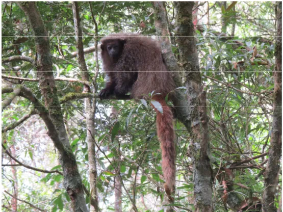 Figure 1.3 Black-fronted titi monkey Callicebus nigrifrons 