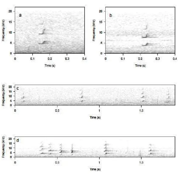 Figure  3.1  Spectrograms  of  B-calls  from  (a)  the  terrestrial  predator  context  and  (b)  the  ground  context, and spectrograms of B-call sequences from (c) the terrestrial predator context and (d) the  ground context, all from the same individual