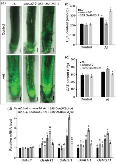 FIGURE 7 H 2 O 2 accumulation under aluminium (Al) stress in wild ‐ type rice Dongjin (WT/DJ), osaux3 ‐ 2, and 35S:OsAUX3 ‐ 3 and expression level of Al ‐ resistant genes in primary root (PR) apex