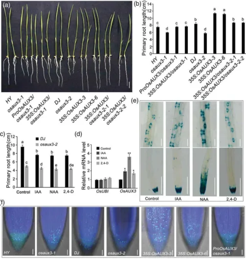 FIGURE 1 Phenotypic characterizing of OsAUX3 gain and loss ‐ of ‐ function phenotypes