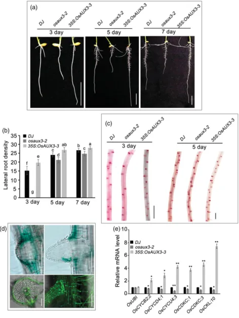 FIGURE 2 Analysis of OsAUX3 in lateral root (LR) development. (a) LR growth of wild ‐ type rice Dongjin (WT/DJ), osaux3 ‐ 2, and 35S: