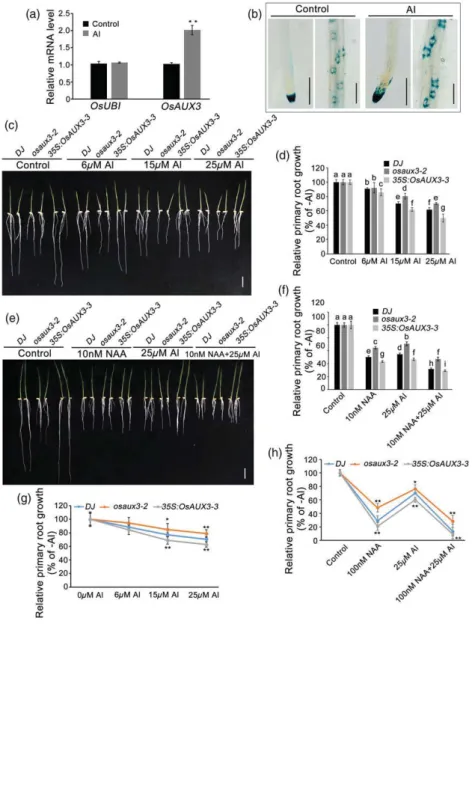 FIGURE 5 OsAUX3 expression level and primary root (PR) growth in wild ‐ type rice Dongjin WT/DJ, osaux3 ‐ 2, and 35S:OsAUX3 ‐ 3 under aluminium (Al) treatment